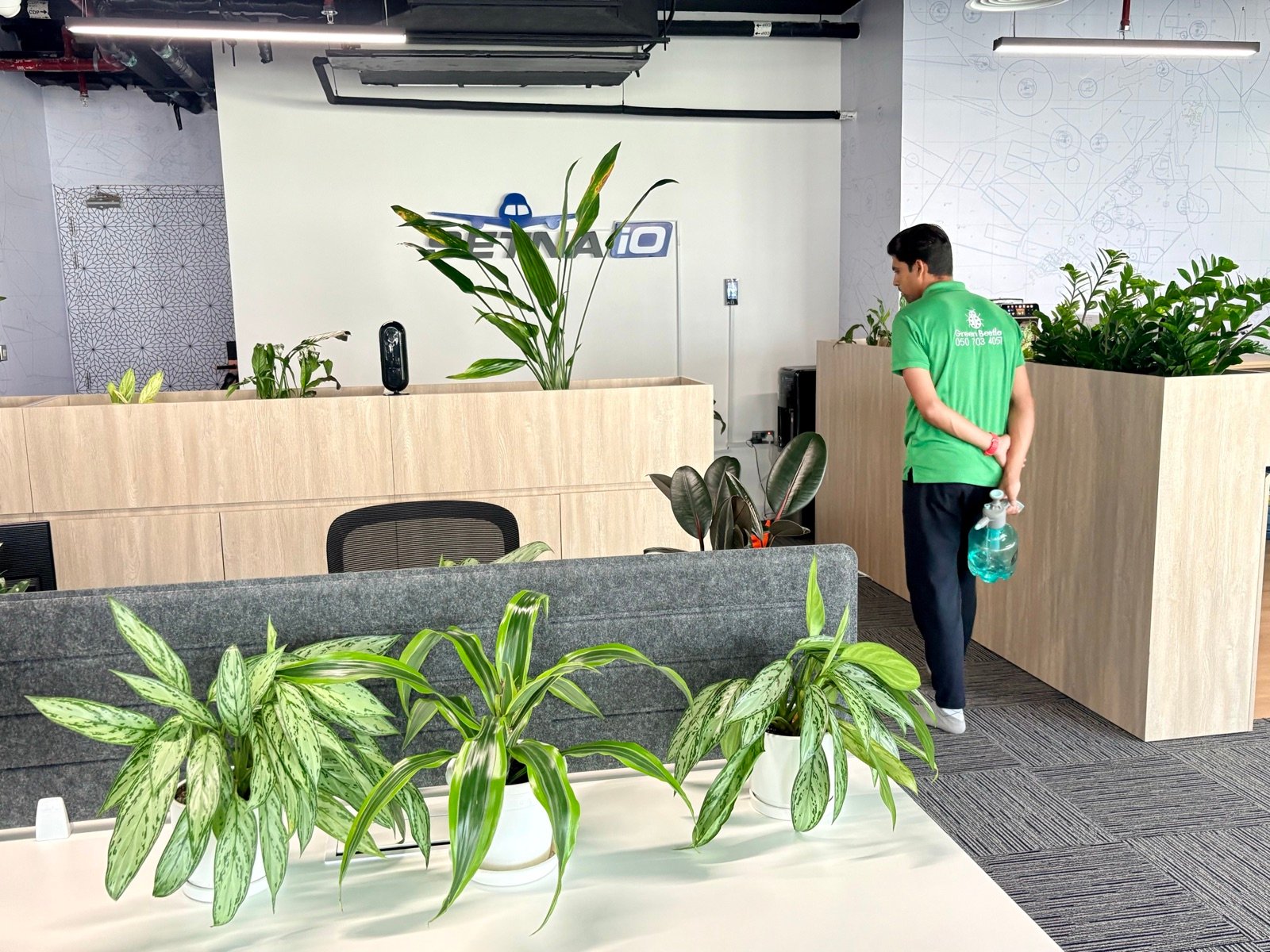 Indoor plant maintenance, Dubai office