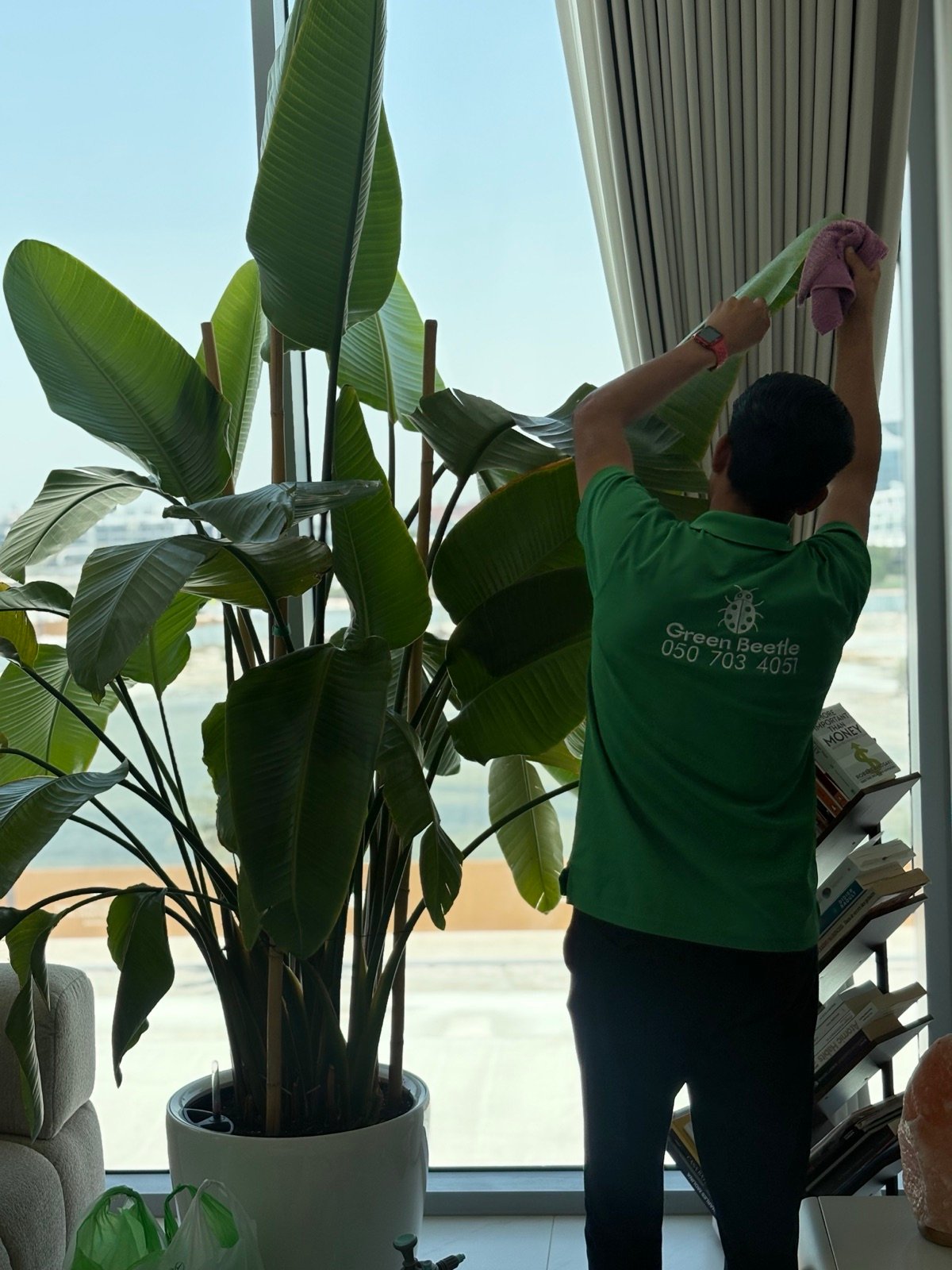 Leaf cleaning, Dubai apartment