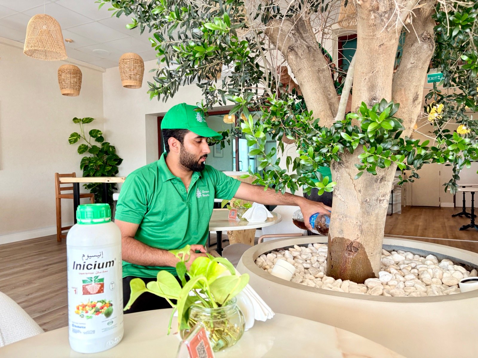 Olive tree fertilizing, restaurant